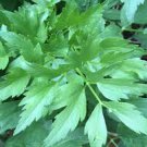 LOVAGE SEEDS Levisticum officinale 300 Lovage Herb Seeds for Planting LOVAGE SEEDS Levisticum officinale 300 Lovage Herb Seeds for Planting