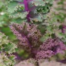 RED RUSSIAN KALE SEEDS Brassica oleracea 500 Red Russian Kale Seeds for Planting RED RUSSIAN KALE SEEDS Brassica oleracea 500 Red Russian Kale Seeds for Planting