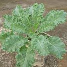 SIBERIAN DWARF KALE SEEDS Brassica oleracea 1000 Dwarf Siberian Kale Seeds for Planting SIBERIAN DWARF KALE SEEDS Brassica oleracea 1000 Dwarf Siberian Kale Seeds for Planting