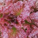 RUBY LEAF LETTUCE SEEDS Lactuca sativa 1000 Ruby Lettuce Seeds for Planting RUBY LEAF LETTUCE SEEDS Lactuca sativa 1000 Ruby Lettuce Seeds for Planting