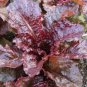 RUBY LEAF LETTUCE SEEDS Lactuca sativa 1000 Ruby Lettuce Seeds for Planting