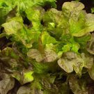 WALDMAN'S GREEN LEAF LETTUCE SEEDS Lactuca sativa 1000 Frilled Loose-Leaf Lettuce Seeds for Planting