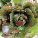 ROUGE DE HIVER ROMAINE LETTUCE SEEDS Lactuca sativa 1000 Seeds for Planting ROUGE DE HIVER ROMAINE LETTUCE SEEDS Lactuca sativa 1000 Seeds for Planting