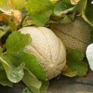 MINNESOTA MIDGET MELON SEEDS Cucumis melo 50 Seeds for Planting