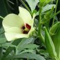 CLEMSON SPINELESS OKRA SEEDS Abelmoschus esculentus 100 Seeds for Planting