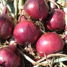 RED GRANO ONION SEEDS Allium cepa 500 Red Grano Onion Seeds for Planting RED GRANO ONION SEEDS Allium cepa 500 Red Grano Onion Seeds for Planting