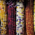 FIESTA HYBRID ORNAMENTAL CORN SEEDS Zea mays 100  Seeds for Planting