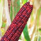 HOPI BLUE IMPROVED ORNAMENTAL CORN SEEDS Zea mays 40 Seeds for Planting