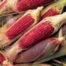 RUBY RED ORNAMENTAL CORN SEEDS (TREATED) Zea mays 125 Seeds for Planting