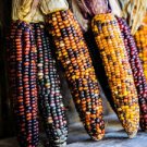 WAMPUM ORNAMENTAL CORN SEEDS Zea mays 100 Seeds for Planting