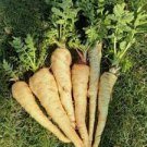 HOLLOW CROWN PARSNIP SEEDS Pastinaca sativa 2000 Hollow Crown Parsnip Seeds for Planting