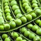 EARLY FROSTY GARDEN PEA SEEDS Pisum sativum 100 Improved Little Marvel Pea Seeds for Planting EARLY FROSTY GARDEN PEA SEEDS Pisum sativum 100 Improved Little Marvel Pea Seeds for Planting