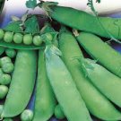 LINCOLN SHELL GARDEN PEA SEEDS Pisum sativum 100 Lincoln Shell Pea Seeds for Planting
