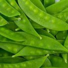MAMMOTH MELTING SUGAR POD PEA SEEDS Pisum sativum 100 Seeds for Planting MAMMOTH MELTING SUGAR POD PEA SEEDS Pisum sativum 100 Seeds for Planting