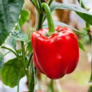 BIG RED SWEET PEPPER SEEDS Capsicum annuum 50 Sweet Pepper Seeds for Planting