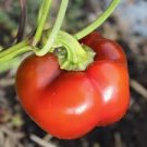 PIMENTO SWEET PEPPER SEEDS Capsicum annuum 50 Pimento Sweet Pepper Seeds for Planting PIMENTO SWEET PEPPER SEEDS Capsicum annuum 50 Pimento Sweet Pepper Seeds for Planting