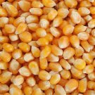 WHITE JAPANESE HULLESS POPCORN SEEDS Zea mays 100 White Japanese Hulless Popcorn Seeds for Planting