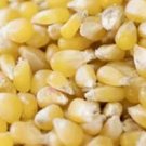 LADY FINGERS POPCORN SEEDS Zea mays 100 Lady Fingers Popcorn Seeds for Planting LADY FINGERS POPCORN SEEDS Zea mays 100 Lady Fingers Popcorn Seeds for Planting