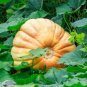 ATLANTIC GIANT PUMPKIN SEEDS Cucurbita maxima 10 Atlantic Giant Pumpkin Seeds for Planting