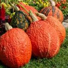 RED WARTY THING PUMPKIN SEEDS Cucurbita maxima  10 Red Warty Thing Pumpkin Seeds for Planting