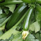 DARK GREEN ZUCCHINI SUMMER SQUASH SEEDS Cucurbita pepo  40  Seeds for Planting