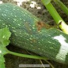 GRAY ZUCCHINI SUMMER SQUASH SEEDS Cucurbita pepo 40 Gray Zucchini Seeds for Planting GRAY ZUCCHINI SUMMER SQUASH SEEDS Cucurbita pepo 40 Gray Zucchini Seeds for Planting