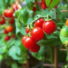 SMALL RED CHERRY HEIRLOOM TOMATO SEEDS Lycopersicon esculentum 100 Seeds for Planting