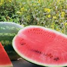 ALL SWEET WATERMELON SEEDS Citrullus lanatus  40 Seeds for Planting