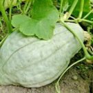 BLUE HUBBARD WINTER SQUASH SEEDS Cucurbita maxima 20 Blue Hubbard Squash Seeds for Planting BLUE HUBBARD WINTER SQUASH SEEDS Cucurbita maxima 20 Blue Hubbard Squash Seeds for Planting
