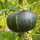 BURGESS BUTTERCUP WINTER SQUASH SEEDS Cucurbita maxima  40 Seeds for Planting