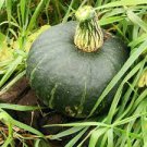 BUTTERCROP BURGESS WINTER SQUASH SEEDS Cucurbita maxima 40 Seeds for Planting