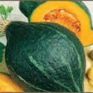 CHICAGO WARTED HUBBARD WINTER SQUASH SEEDS Cucurbita maxima 30 Seeds for Planting