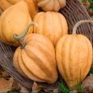 THELMA SAUNDERS WINTER SQUASH SEEDS Cucurbita pepo 20 Seeds for Planting THELMA SAUNDERS WINTER SQUASH SEEDS Cucurbita pepo 20 Seeds for Planting