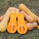 WALTHAM BUTTERNUT WINTER SQUASH SEEDS Cucurbita moschata  40 Seeds for Planting
