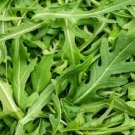 ORGANIC ARUGULA SEEDS Eruca vesicaria  100 Organic Arugula Seeds for Planting