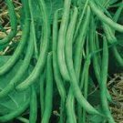 ORGANIC CONTENDER GREEN BUSH BEAN SEEDS Phaseolus vulgaris 50 Seeds for Planting
