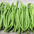 ORGANIC FRENCH GARDEN GREEN BUSH BEAN SEEDS Phaseolus vulgaris 50 Seeds for Planting