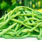 ORGANIC PROVIDER GREEN BUSH BEAN SEEDS Phaseolus vulgaris 50 Seeds for Planting