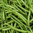 ORGANIC TENDERETTE GREEN BUSH BEAN SEEDS Phaseolus vulgaris 50  Seeds for Planting