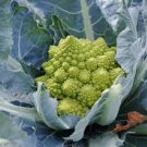 ORGANIC ROMANESCO BROCCOLI SEEDS Brassica oleracea 100 Seeds for Planting ORGANIC ROMANESCO BROCCOLI SEEDS Brassica oleracea 100 Seeds for Planting