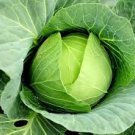 ORGANIC ALL SEASONS CABBAGE SEEDS Brassica oleracea 250 Seeds for Planting