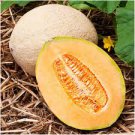 ORGANIC HALES BEST JUMBO MELON SEEDS Cucumis melo  25 Seeds for Planting