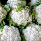 ORGANIC SNOWBALL SELF BLANCHING CAULIFLOWER SEEDS Brassica oleracea 250 Seeds for Planting ORGANIC SNOWBALL SELF BLANCHING CAULIFLOWER SEEDS Brassica oleracea 250 Seeds for Planting