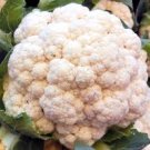 ORGANIC SNOWBALL Y IMPROVED CAULIFLOWER SEEDS Brassica oleracea 250 Seeds for Planting ORGANIC SNOWBALL Y IMPROVED CAULIFLOWER SEEDS Brassica oleracea 250 Seeds for Planting