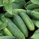 ORGANIC WISCONSIN CUCUMBER SEEDS Cucumis sativus 50  Seeds for Planting