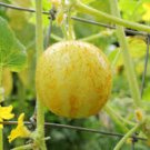 "ORGANIC LEMON CUCUMBER SEEDS Cucumis sativus 50  Seeds for Planting
