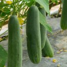 ORGANIC MARKETMORE CUCUMBER SEEDS Cucumis sativus  50 Seeds for Planting