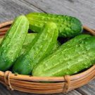 ORGANIC POINSETT CUCUMBER SEEDS Cucumis sativus 50 Seeds for Planting