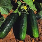 ORGANIC SPACEMASTER CUCUMBER SEEDS Cucumis sativus 50 Seeds for Planting