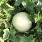 ORGANIC GREEN FLESH HONEYDEW MELON SEEDS Cucumis melo  25  Seeds for Planting